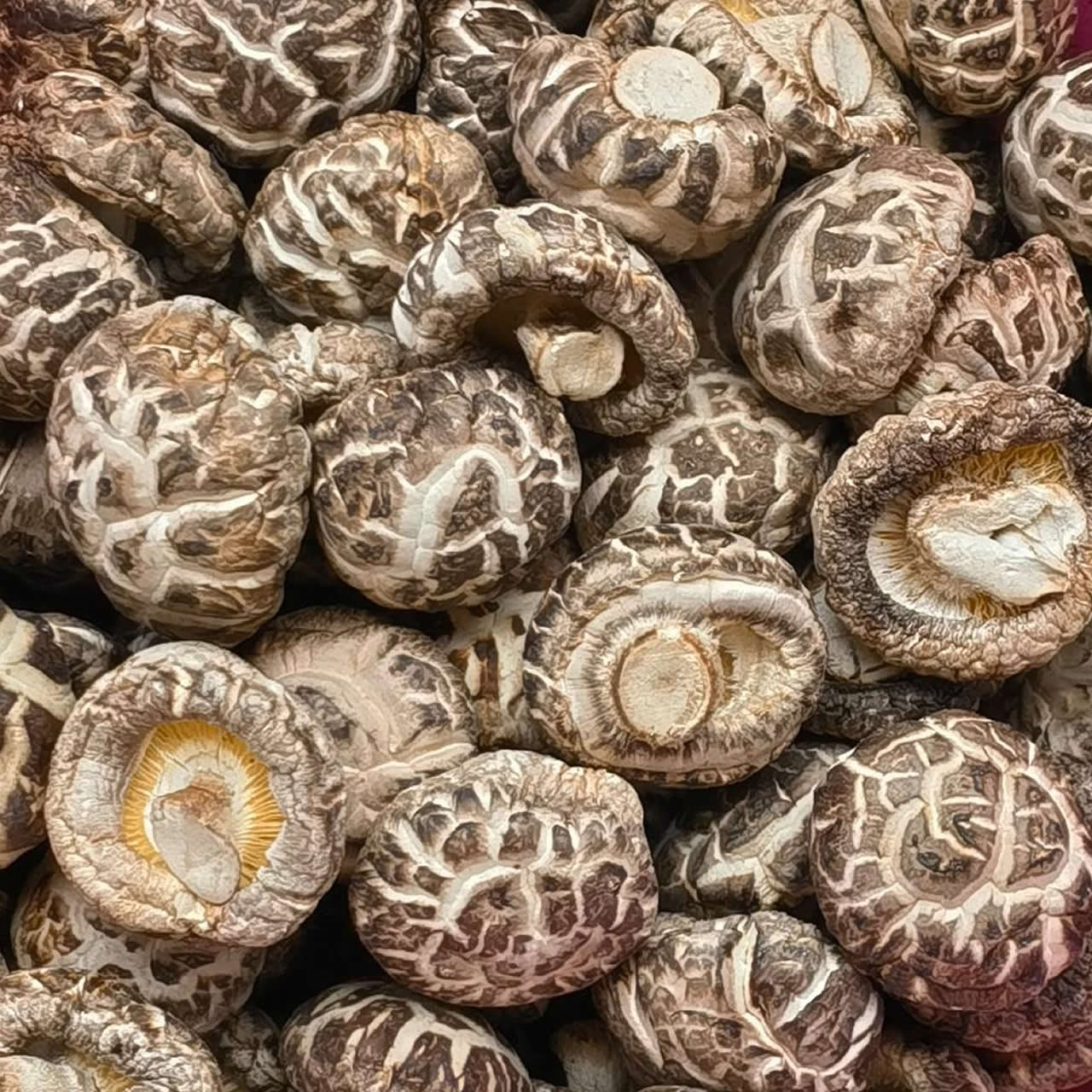 精选茶花菇 │Selected Dried Tea Flower Mushroom  500g